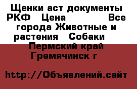 Щенки аст документы РКФ › Цена ­ 15 000 - Все города Животные и растения » Собаки   . Пермский край,Гремячинск г.
